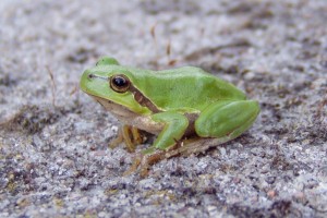 magdalan-żaba